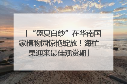 “盛夏白纱”在华南国家植物园惊艳绽放！海杧果迎来最佳观赏期