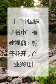 “中国栀子名市”福建福鼎：栀子花开，产业兴旺