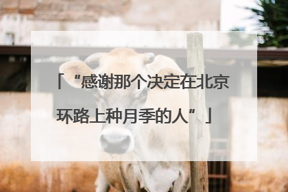 “感谢那个决定在北京环路上种月季的人”