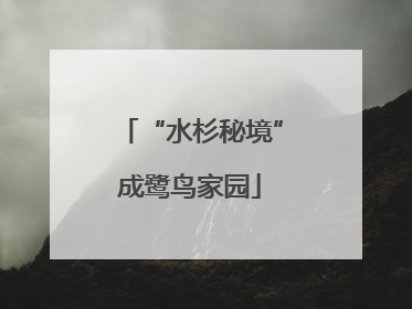 “水杉秘境”成鹭鸟家园