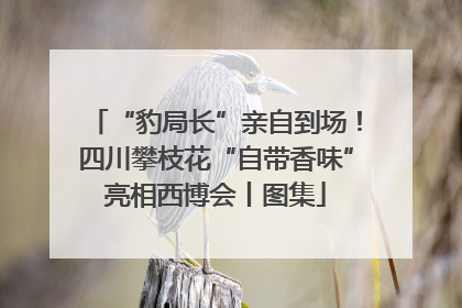 “豹局长”亲自到场！四川攀枝花“自带香味”亮相西博会丨图集
