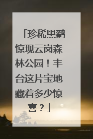 珍稀黑鹳惊现云岗森林公园！丰台这片宝地藏着多少惊喜？