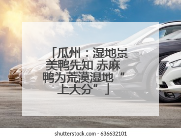 瓜州：湿地景美鸭先知 赤麻鸭为荒漠湿地“上大分”