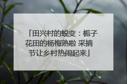 田兴村的蜕变：栀子花田的杨梅熟啦 采摘节让乡村热闹起来