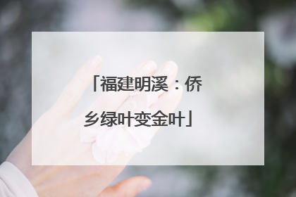 福建明溪：侨乡绿叶变金叶