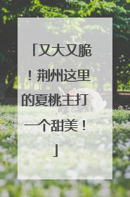 又大又脆！荆州这里的夏桃主打一个甜美！