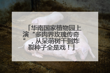 华南国家植物园上演“多肉界玫瑰传奇”，从呆萌树干到炸裂种子全是戏！