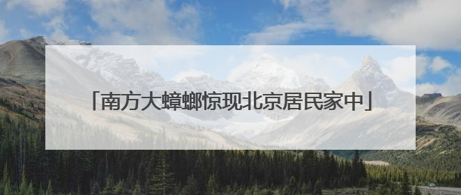 南方大蟑螂惊现北京居民家中