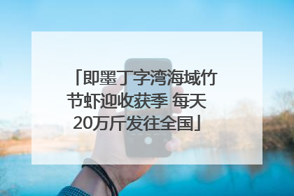 即墨丁字湾海域竹节虾迎收获季 每天20万斤发往全国