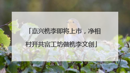 嘉兴槜李即将上市，净相村开共富工坊做槜李文创
