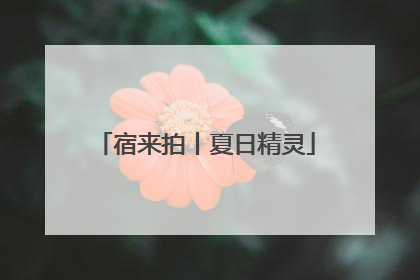 宿来拍丨夏日精灵