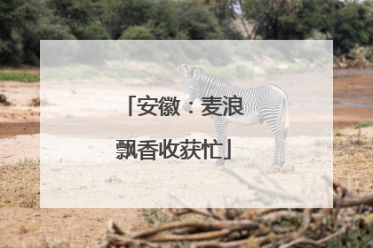 安徽：麦浪飘香收获忙