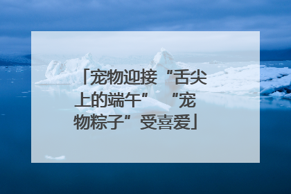 宠物迎接“舌尖上的端午” “宠物粽子”受喜爱