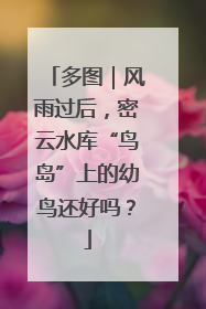 多图｜风雨过后，密云水库“鸟岛”上的幼鸟还好吗？
