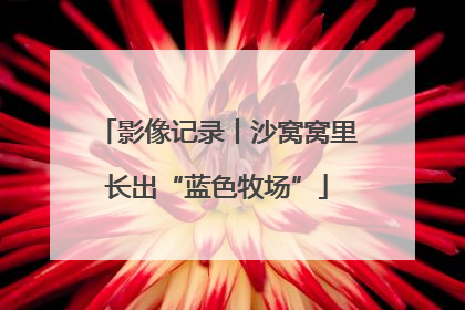 影像记录丨沙窝窝里长出“蓝色牧场”