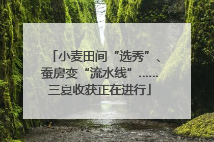 小麦田间“选秀”、蚕房变“流水线”……三夏收获正在进行