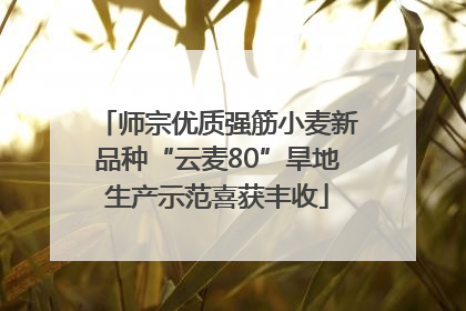 师宗优质强筋小麦新品种“云麦80”旱地生产示范喜获丰收