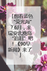 想看蓝色“荧光海”？6月，来瑞安北麂岛“追泪”吧！《90早新闻》来了