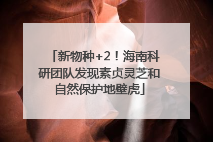新物种+2！海南科研团队发现素贞灵芝和自然保护地壁虎