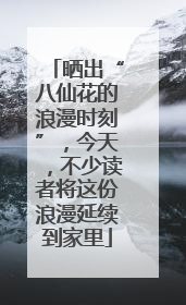 晒出“八仙花的浪漫时刻”，今天，不少读者将这份浪漫延续到家里