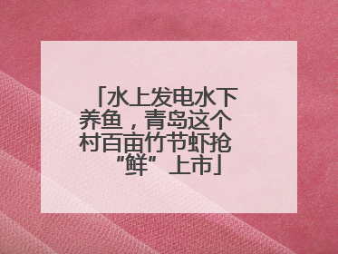 水上发电水下养鱼，青岛这个村百亩竹节虾抢“鲜”上市