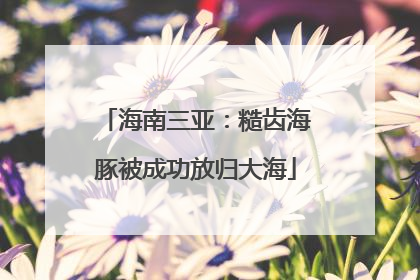 海南三亚：糙齿海豚被成功放归大海