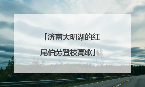 济南大明湖的红尾伯劳登枝高歌