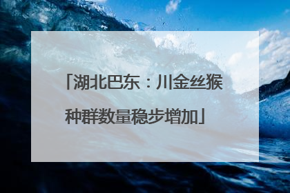 湖北巴东：川金丝猴种群数量稳步增加