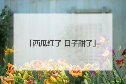西瓜红了 日子甜了
