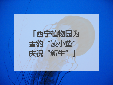 西宁植物园为雪豹“凌小蛰”庆祝“新生”