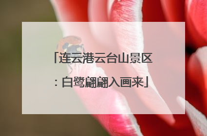连云港云台山景区：白鹭翩翩入画来