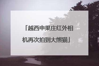 越西申果庄红外相机再次拍到大熊猫