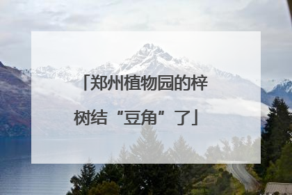 郑州植物园的梓树结“豆角”了