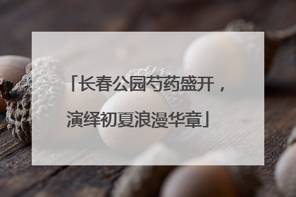 长春公园芍药盛开，演绎初夏浪漫华章