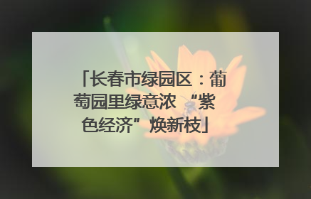长春市绿园区：葡萄园里绿意浓 “紫色经济”焕新枝