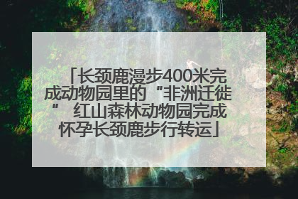 长颈鹿漫步400米完成动物园里的“非洲迁徙” 红山森林动物园完成怀孕长颈鹿步行转运