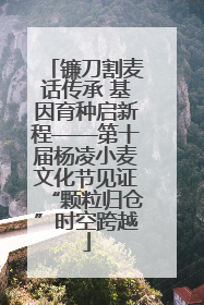 镰刀割麦话传承 基因育种启新程——第十届杨凌小麦文化节见证“颗粒归仓”时空跨越