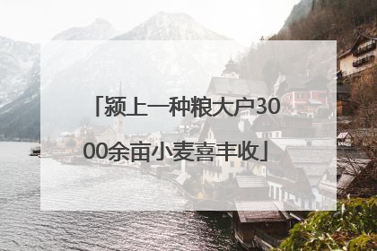 颍上一种粮大户3000余亩小麦喜丰收