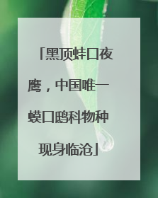 黑顶蛙口夜鹰，中国唯一蟆口鸱科物种现身临沧
