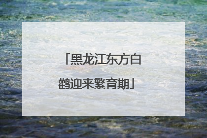 黑龙江东方白鹳迎来繁育期