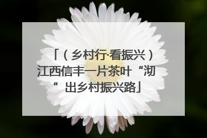（乡村行·看振兴）江西信丰一片茶叶“沏”出乡村振兴路