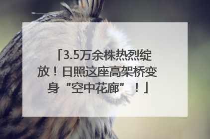 3.5万余株热烈绽放！日照这座高架桥变身“空中花廊”！